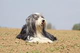 BEARDED COLLIE 277